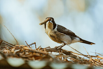 Grey Butcherbird eating a lizard