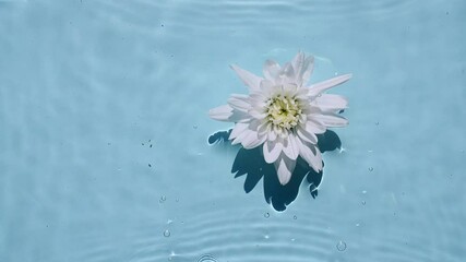 Slow motion of falling White chrysanthemum on water surface and diverging circles of water on blue background. Water splash blue colored. Pure water with reflections sunlight and shadows.4k.  - Powered by Adobe