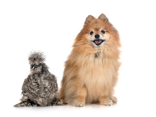 Silkie and spitz in studio