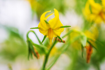 blooming yellow tomato flower close up