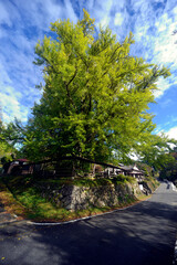 阿木長楽寺大イチョウ