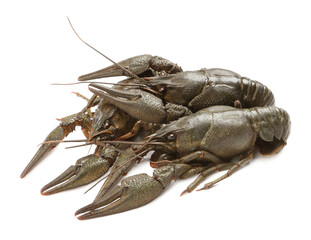 Many fresh raw crayfishes on white background