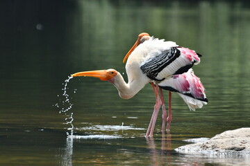 Painted stork taking water