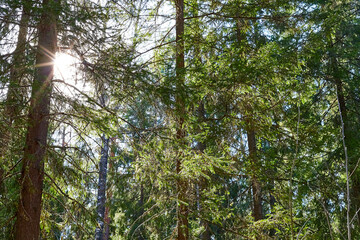 Pine and spruce forest with green tall trees and the sun looking as star through the branches in a summer day