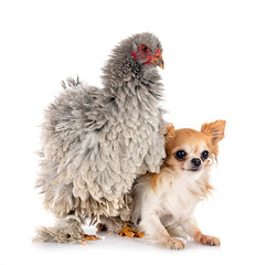 curly brahma and chihuahua in studio