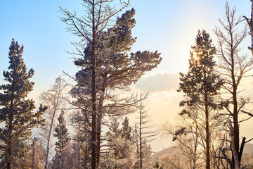 Pine trees on a hillside or mountain and blue sky with golden sun light in the background during sunset in Siberia near Lake Baikal in Russia