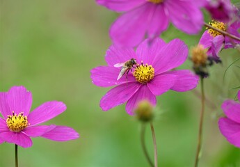 Bee and pink cosmos flower on the meadow