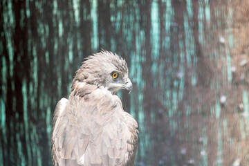 close up of a bird