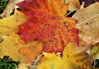 Yellow autumn leaves background
