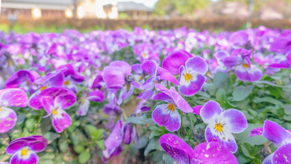 crocuses in the garden
