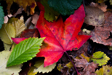 Bright, red maple leaf on the ground