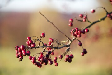 Fototapeta na wymiar Red berries on a branch in fall