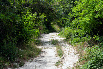 Fototapeta premium Green forest and forest road