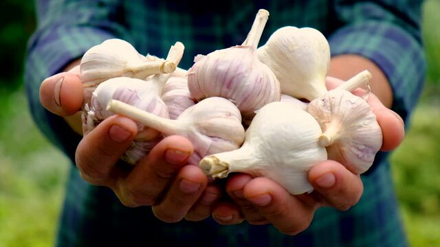 A man farmer holds a harvest of garlic in his hands. Selective focus.