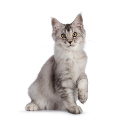Cute Maine Coon cat kitten, siting up with one paw playfyl in air. Looking towards camera. Isolated on a white background.