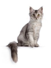 Cute Maine Coon cat kitten, sitting on edge with tail hanging down. Looking towards camera. Isolated on a white background.