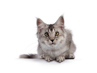 Cute Maine Coon cat kitten, laying down facing front. Looking curious straight towards camera. Isolated on a white background.