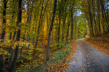 Road through beautiful colorful autumn beech forest