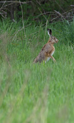 Naklejka na ściany i meble A hare sitting in a spring meadow looking for food