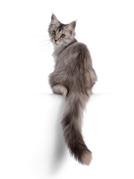 Cute Maine Coon cat kitten, sitting backwards on edge with tail hanging down. Looking over shoulder towards camera. Isolated on a white background.