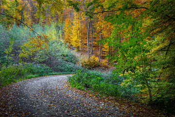 Road through beautiful colorful autumn forest