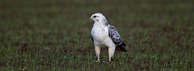 weißer Mäusebussard // white Common buzzard (Buteo buteo)