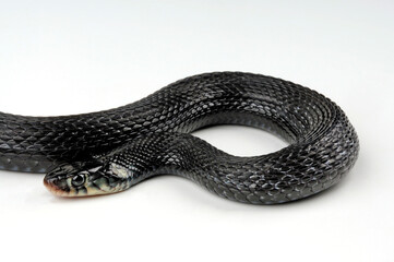 Lake Cuitzeo Garter Snake // Mexikanische Strumpfbandnatter (Thamnophis eques cuitzeoensis)