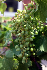 Green grapes on a branch