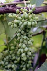 a handful of green grapes hanging