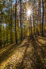 Sun shines into autumn-colored deciduous forest