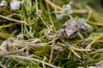 A tiny baby frog or froglet, Painted Frog, Discoglossus pictus, resting on small pieces of grass. - Powered by Adobe