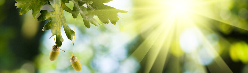image of acorns on a blurred natural background close up