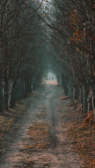 Autumn, foggy forest with yellow leaves