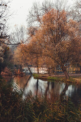 Autumn, foggy forest with yellow leaves