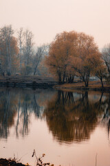 Autumn, foggy forest with yellow leaves