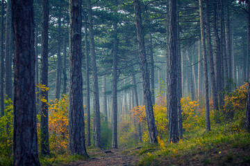 misty autumn forest 