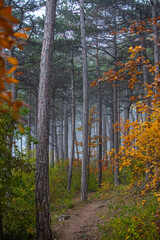 autumn forest on misty morning 