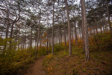 Obraz premium misty autumn forest 