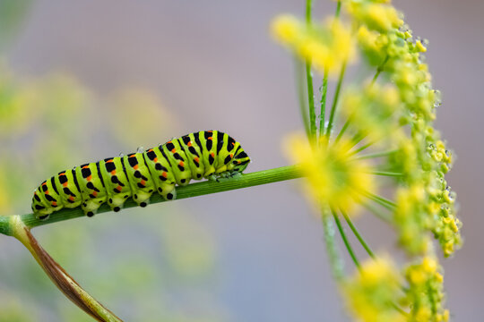 Caterpillar Of An Old World Swallowtail