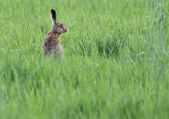 A hare sitting in a spring meadow looking for food