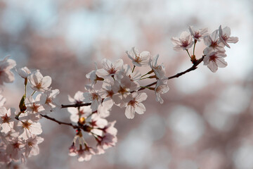桜