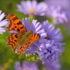 Ein herbstliches Bild mit einem Schmetterling auf Herbstastern