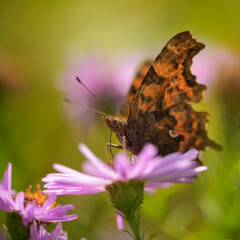 Seitenansicht eines C-Falter Schmetterling