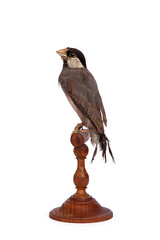 Oiseau des jardins naturalisé sur un perchoir