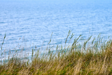 Dry grass, reeds, stalks blowing in wind, horizontal, blurred sea background, autumn dry grass
