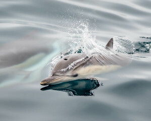 Cute dolphin in the Santa Barbara Channel - obrazy, fototapety, plakaty