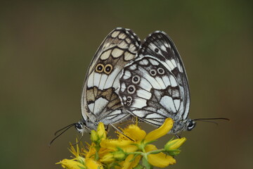 Syrian Marbled White (Melanargia syriaca) butterfly
