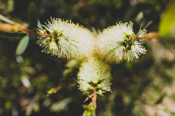 native Australian yellow callistemon plant outdoor in beautiful tropical backyard