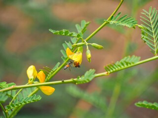 photo of bee swarming flowers