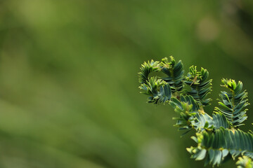 Closeup shot of a plant on a blurred background in the Himalaya